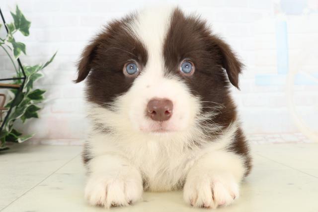 福岡県のボーダーコリー (Coo&RIKU筑後店/2026年2月27日生まれ/男の子/チョコレートホワイト)の子犬の1枚目の画像