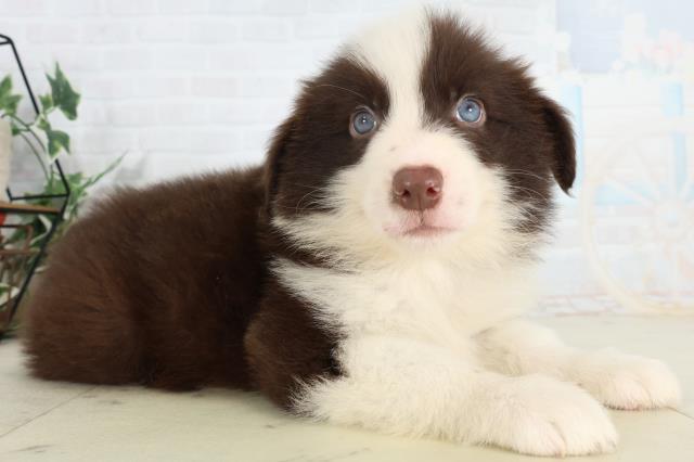 福岡県のボーダーコリー (Coo&RIKU筑後店/2026年2月27日生まれ/男の子/チョコレートホワイト)の子犬の2枚目の画像