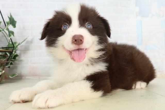 福岡県のボーダーコリー (Coo&RIKU筑後店/2026年2月27日生まれ/男の子/チョコレートホワイト)の子犬の3枚目の画像