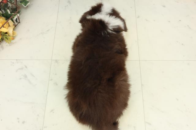 福岡県のボーダーコリー (Coo&RIKU筑後店/2026年2月27日生まれ/男の子/チョコレートホワイト)の子犬の4枚目の画像