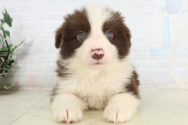 福岡県のボーダーコリー (Coo&RIKUゆめタウン飯塚店/2026年2月27日生まれ/男の子/チョコレートホワイト)の子犬の1枚目の画像