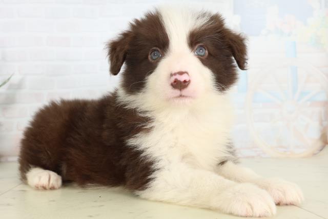 福岡県のボーダーコリー (Coo&RIKUゆめタウン飯塚店/2026年2月27日生まれ/男の子/チョコレートホワイト)の子犬の2枚目の画像