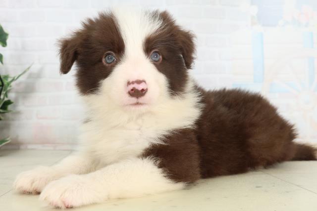 福岡県のボーダーコリー (Coo&RIKUゆめタウン飯塚店/2026年2月27日生まれ/男の子/チョコレートホワイト)の子犬の3枚目の画像