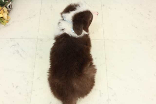 福岡県のボーダーコリー (Coo&RIKUゆめタウン飯塚店/2026年2月27日生まれ/男の子/チョコレートホワイト)の子犬の4枚目の画像