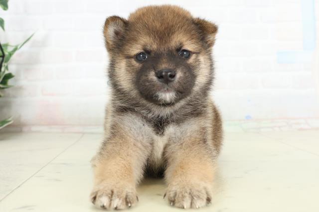 福岡県の豆柴 (Coo&RIKU大牟田店/2026年2月27日生まれ/男の子/赤)の子犬の1枚目の画像