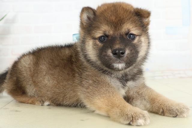 福岡県の豆柴 (Coo&RIKU大牟田店/2026年2月27日生まれ/男の子/赤)の子犬の2枚目の画像