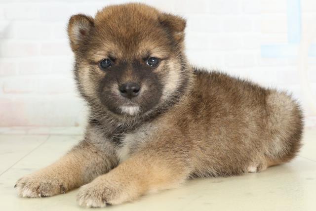 福岡県の豆柴 (Coo&RIKU大牟田店/2026年2月27日生まれ/男の子/赤)の子犬の3枚目の画像