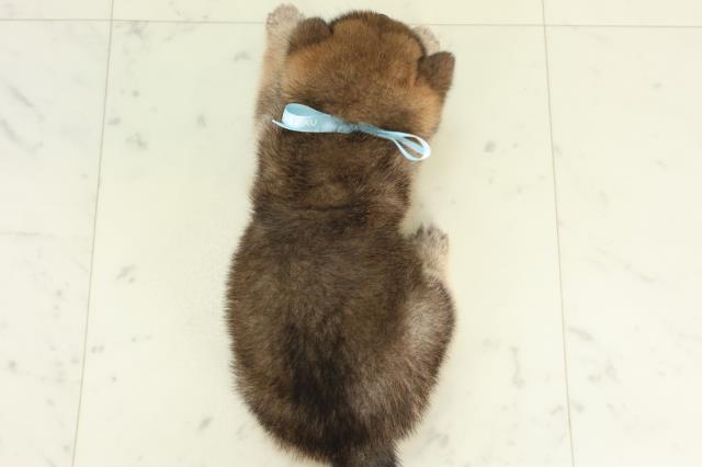 福岡県の豆柴 (Coo&RIKU大牟田店/2026年2月27日生まれ/男の子/赤)の子犬の4枚目の画像