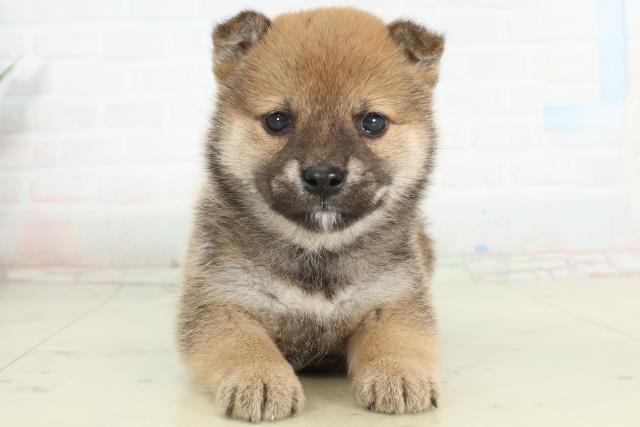 宮崎県の豆柴 (Coo&RIKU宮崎店/2026年2月27日生まれ/女の子/赤)の子犬の1枚目の画像