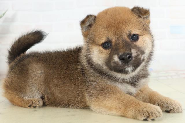 宮崎県の豆柴 (Coo&RIKU宮崎店/2026年2月27日生まれ/女の子/赤)の子犬の2枚目の画像