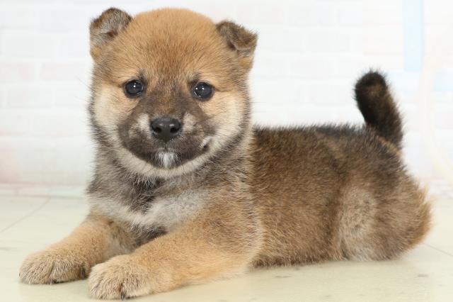 宮崎県の豆柴 (Coo&RIKU宮崎店/2026年2月27日生まれ/女の子/赤)の子犬の3枚目の画像