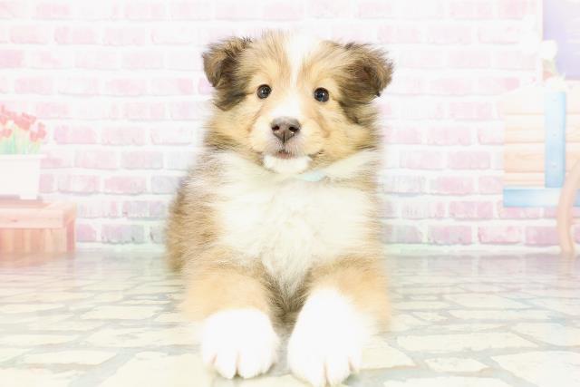 北海道のシェットランドシープドッグ (Coo&RIKU函館店/2026年3月2日生まれ/男の子/セーブルホワイト)の子犬