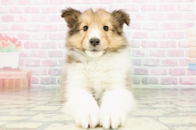 長野県のシェットランドシープドッグ (Coo&RIKU松本店/2026年3月2日生まれ/男の子/セーブルホワイト)の子犬の1枚目の画像