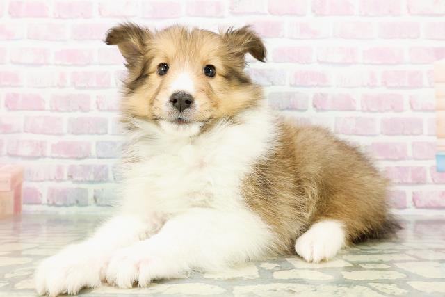 長野県のシェットランドシープドッグ (Coo&RIKU松本店/2026年3月2日生まれ/男の子/セーブルホワイト)の子犬の2枚目の画像