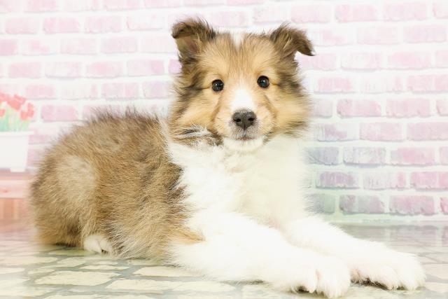 長野県のシェットランドシープドッグ (Coo&RIKU松本店/2026年3月2日生まれ/男の子/セーブルホワイト)の子犬の3枚目の画像