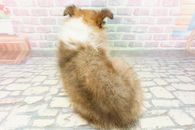 長野県のシェットランドシープドッグ (Coo&RIKU松本店/2026年3月2日生まれ/男の子/セーブルホワイト)の子犬の4枚目の画像