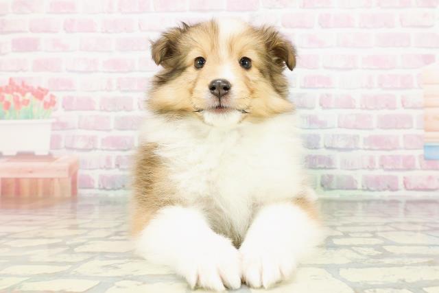 北海道のシェットランドシープドッグ (Coo&RIKU札幌東店/2026年3月2日生まれ/男の子/セーブルホワイト)の子犬の1枚目の画像