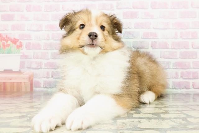 北海道のシェットランドシープドッグ (Coo&RIKU札幌東店/2026年3月2日生まれ/男の子/セーブルホワイト)の子犬の2枚目の画像