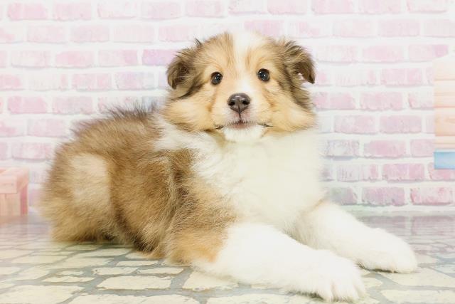 北海道のシェットランドシープドッグ (Coo&RIKU札幌東店/2026年3月2日生まれ/男の子/セーブルホワイト)の子犬の3枚目の画像