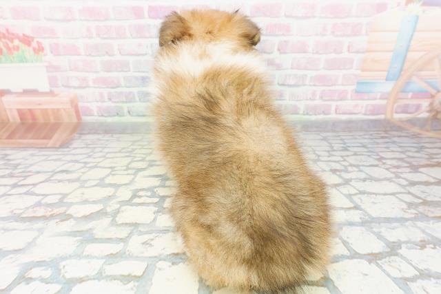 北海道のシェットランドシープドッグ (Coo&RIKU札幌東店/2026年3月2日生まれ/男の子/セーブルホワイト)の子犬の4枚目の画像