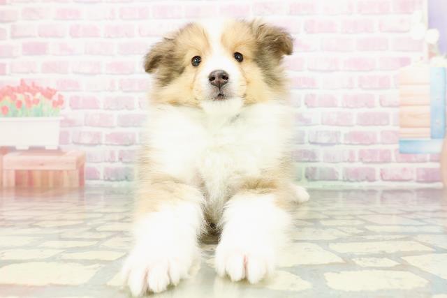 北海道のシェットランドシープドッグ (Coo&RIKU旭川店/2026年3月2日生まれ/男の子/セーブルホワイト)の子犬の1枚目の画像