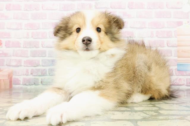 北海道のシェットランドシープドッグ (Coo&RIKU旭川店/2026年3月2日生まれ/男の子/セーブルホワイト)の子犬の2枚目の画像