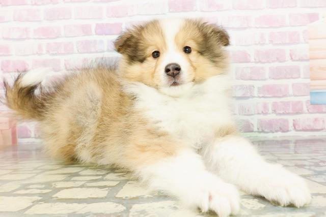 北海道のシェットランドシープドッグ (Coo&RIKU旭川店/2026年3月2日生まれ/男の子/セーブルホワイト)の子犬の3枚目の画像