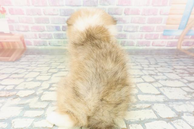 北海道のシェットランドシープドッグ (Coo&RIKU旭川店/2026年3月2日生まれ/男の子/セーブルホワイト)の子犬の4枚目の画像