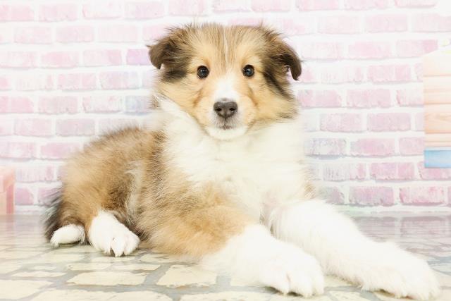 千葉県のシェットランドシープドッグ (Coo&RIKU南柏店/2026年3月2日生まれ/女の子/セーブルホワイト)の子犬の3枚目の画像