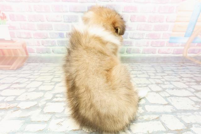 千葉県のシェットランドシープドッグ (Coo&RIKU南柏店/2026年3月2日生まれ/女の子/セーブルホワイト)の子犬の4枚目の画像