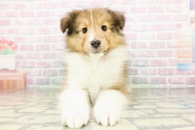 新潟県のシェットランドシープドッグ (Coo&RIKU長岡店/2026年3月2日生まれ/女の子/セーブルホワイト)の子犬の1枚目の画像