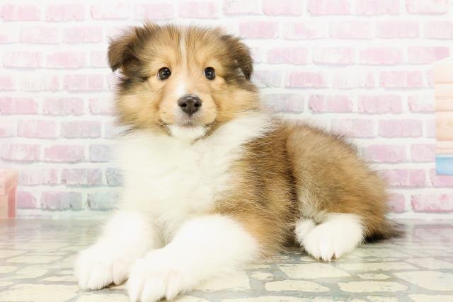 新潟県のシェットランドシープドッグ (Coo&RIKU長岡店/2026年3月2日生まれ/女の子/セーブルホワイト)の子犬の2枚目の画像