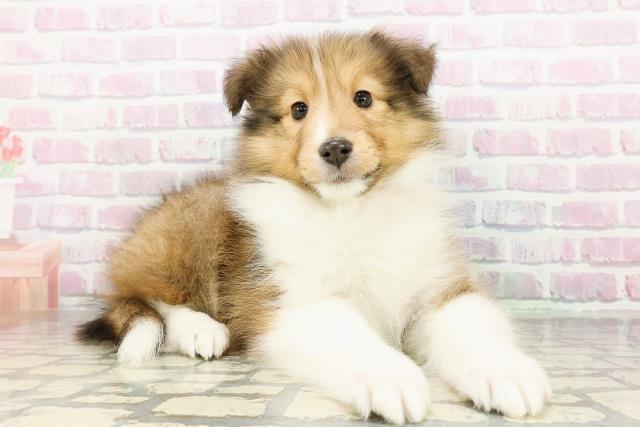 新潟県のシェットランドシープドッグ (Coo&RIKU長岡店/2026年3月2日生まれ/女の子/セーブルホワイト)の子犬の3枚目の画像