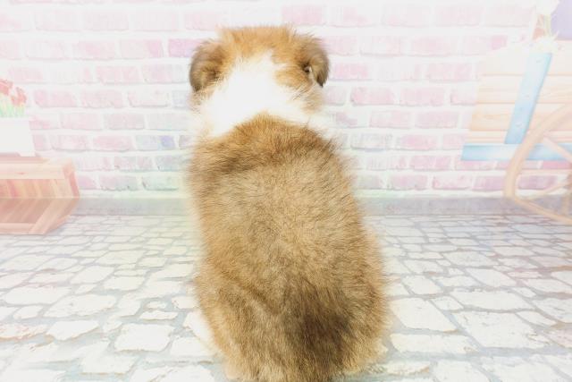 新潟県のシェットランドシープドッグ (Coo&RIKU長岡店/2026年3月2日生まれ/女の子/セーブルホワイト)の子犬の4枚目の画像