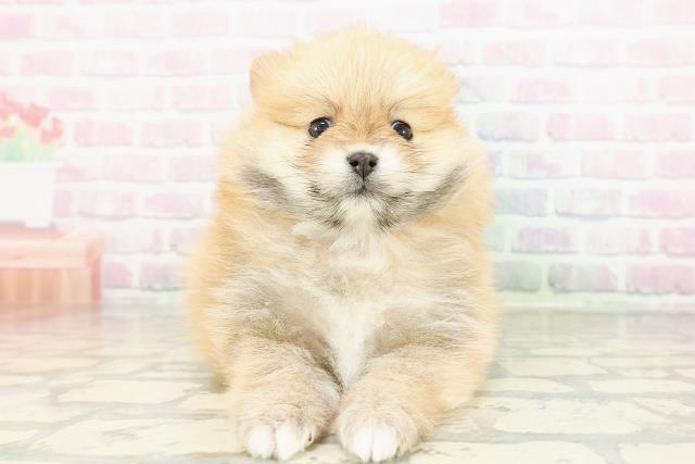 新潟県のポメラニアン (Coo&RIKU上越店/2026年2月27日生まれ/女の子/オレンジ)の子犬