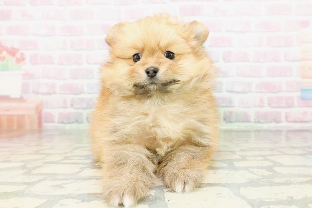 北海道のポメラニアン (Coo&RIKU函館店/2026年2月27日生まれ/男の子/オレンジ)の子犬