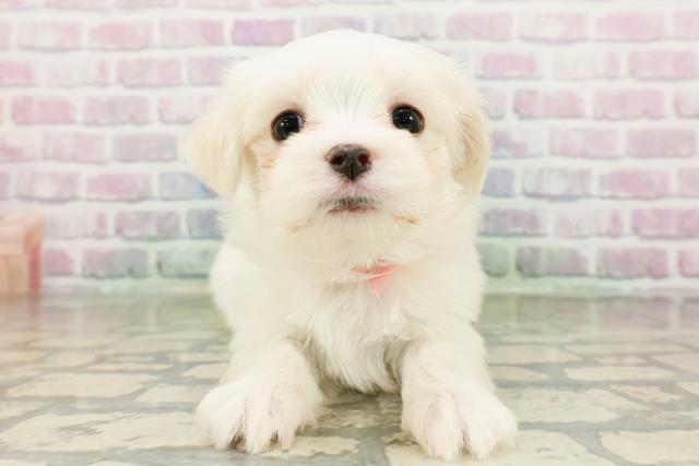 東京都のマルチーズ (Coo&RIKU中野サンモール店/2026年2月28日生まれ/女の子/ホワイト)の子犬の1枚目の画像