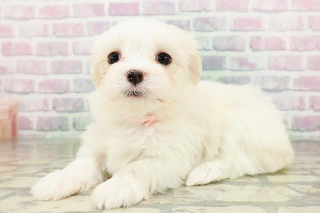 東京都のマルチーズ (Coo&RIKU中野サンモール店/2026年2月28日生まれ/女の子/ホワイト)の子犬の2枚目の画像