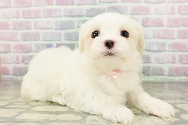 東京都のマルチーズ (Coo&RIKU中野サンモール店/2026年2月28日生まれ/女の子/ホワイト)の子犬の3枚目の画像