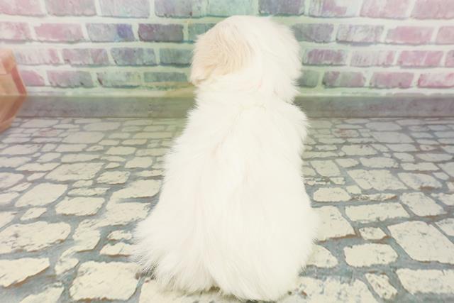 東京都のマルチーズ (Coo&RIKU中野サンモール店/2026年2月28日生まれ/女の子/ホワイト)の子犬の4枚目の画像