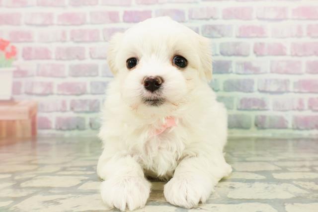 新潟県のマルチーズ (Coo&RIKU新潟西店/2026年2月28日生まれ/女の子/ホワイト)の子犬