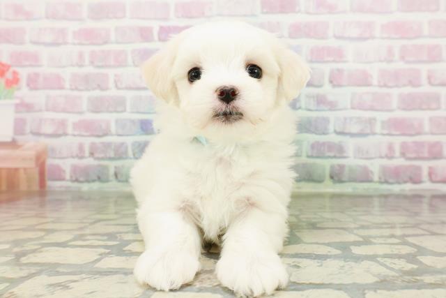 青森県のマルチーズ (Coo&RIKU青森店/2026年2月28日生まれ/男の子/ホワイト)の子犬の1枚目の画像