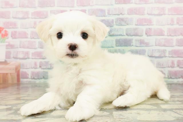 青森県のマルチーズ (Coo&RIKU青森店/2026年2月28日生まれ/男の子/ホワイト)の子犬の2枚目の画像