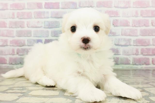 青森県のマルチーズ (Coo&RIKU青森店/2026年2月28日生まれ/男の子/ホワイト)の子犬の3枚目の画像