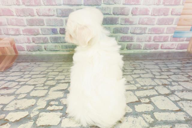 青森県のマルチーズ (Coo&RIKU青森店/2026年2月28日生まれ/男の子/ホワイト)の子犬の4枚目の画像