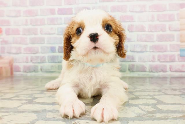 新潟県のキャバリアキングチャールズスパニエル (Coo&RIKUイオンモール新発田店/2026年2月27日生まれ/男の子/ブレンハイム)の子犬