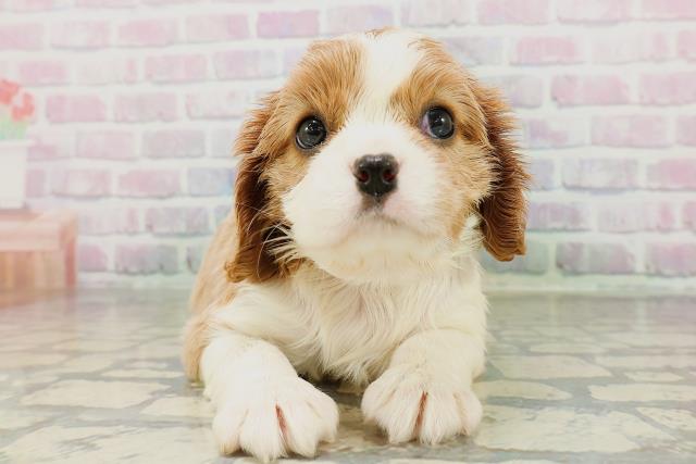 北海道のキャバリアキングチャールズスパニエル (Coo&RIKU旭川店/2026年2月27日生まれ/女の子/ブレンハイム)の子犬の1枚目の画像