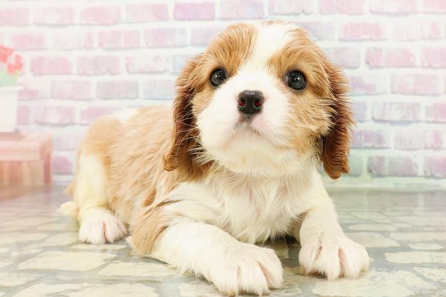 北海道のキャバリアキングチャールズスパニエル (Coo&RIKU旭川店/2026年2月27日生まれ/女の子/ブレンハイム)の子犬の3枚目の画像