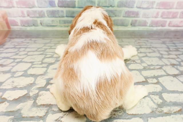 北海道のキャバリアキングチャールズスパニエル (Coo&RIKU旭川店/2026年2月27日生まれ/女の子/ブレンハイム)の子犬の4枚目の画像