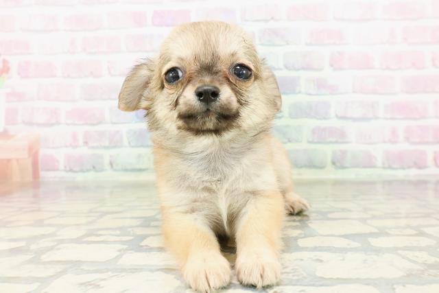 チワワ（ロングコート）